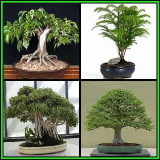 Bonsai Variety Pack 4 - 50 Seed Pack - 4 Species + Free Bonsai eBook & Germination Guides - NEW