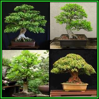 Bonsai Variety Pack 6 - 55 Seed Pack - 4 Species + Free Bonsai eBook & Germination Guides - NEW