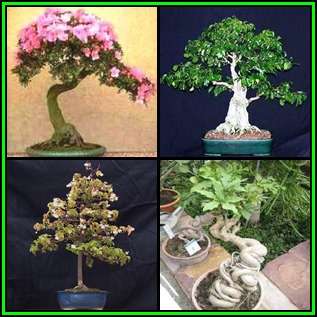 Bonsai Variety Pack 7 - 60 Seed Pack - 4 Species + Free Bonsai eBook & Germination Guides - NEW