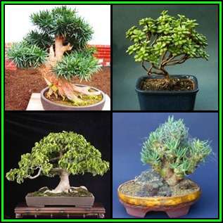 Bonsai Variety Pack 8 - 60 Seed Pack - 4 Species + Free Bonsai eBook & Germination Guides - NEW