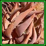 Aloe asperifolia - 10 Seed Pack - Exotic Namibian Succulent + GET FREE SEEDS WITH ALL ORDERS - NEW