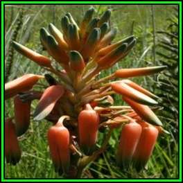 Aloe boylei - Broad-leaved Grass Aloe Seeds - Indigenous South African Succulent - NEW