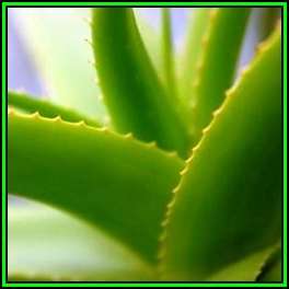Aloe cryptopoda - Bi-Colour Aloe - 5 Seed Pack - Indigenous Succulent - Worldwide Shipping, NEW