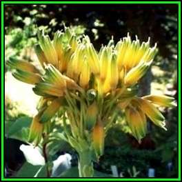 Aloe ecklonis Seeds - Grass Aloe - Endemic Indigenous Succulent + GET FREE SEEDS - NEW