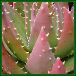 Aloe mitriformis Seeds - Bishop's Cap Aloe - Indigenous Succulent - Worldwide Shipping, NEW