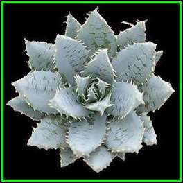 Aloe mitriformis - Bishop's Cap Aloe - 5 Seed Pack - Indigenous Succulent - Worldwide Shipping, NEW