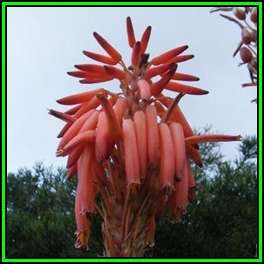 Aloe pluridens Seeds - French Aloe - Indigenous Succulent - Worldwide Shipping, NEW