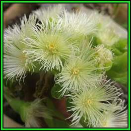 Sceletium tortuosum Seeds - Kanna - Indigenous Ethnobotanical Succulent Mesemb Herb - NEW