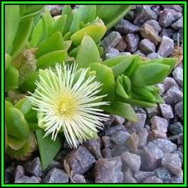 Sceletium tortuosum Kanna - 10 Seed Pack - Indigenous Ethnobotanical Succulent Mesemb Herb - NEW