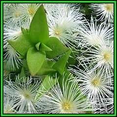 Sceletium tortuosum Kanna - 20 Seed Pack - Indigenous Ethnobotanical Succulent Mesemb Herb - NEW