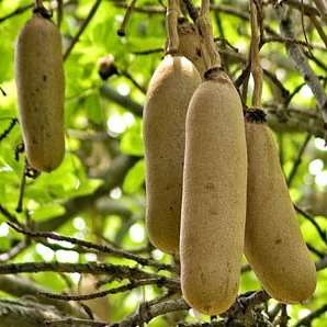 Sausage Tree Seeds (Kigelia africana) - Indigenous South African Tree