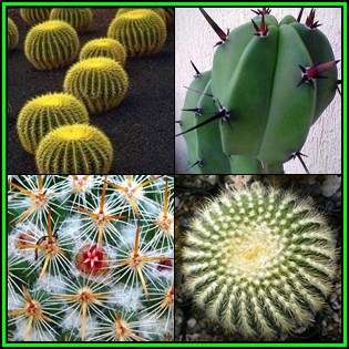 Cactus Variety Seed Pack No.1 - 4+ Species - 100+ Seeds - Massive Range - Flat Ship Rate - NEW