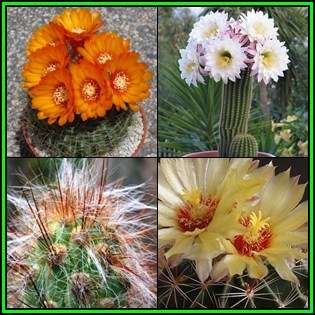 Cactus Variety Seed Pack No.3 - 4+ Species - 100+ Seeds - Massive Range - Flat Ship Rate - NEW
