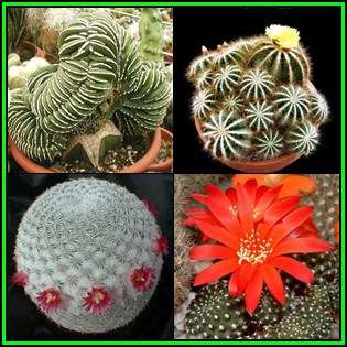 Cactus Variety Seed Pack No.4 - 4+ Species - 100+ Seeds - Massive Range - Flat Ship Rate - NEW