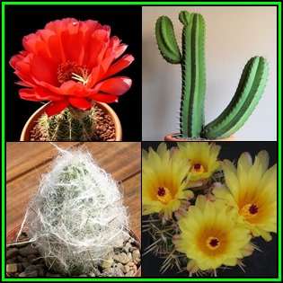 Cactus Variety Seed Pack No.5 - 4+ Species - 100+ Seeds - Massive Range - Flat Ship Rate - NEW