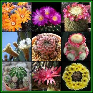 Cactus Variety Seed Pack No.7 - 9+ Species - 200+ Seeds - Massive Range - Flat Ship Rate - NEW