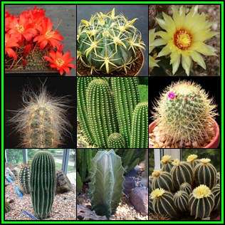 Cactus Variety Seed Pack No.8 - 9+ Species - 200+ Seeds - Massive Range - Flat Ship Rate - NEW