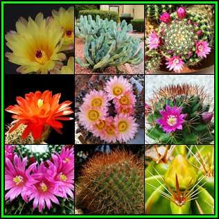Cactus Variety Seed Pack No.9 - 9+ Species - 250+ Seeds - Massive Range - Flat Ship Rate - NEW