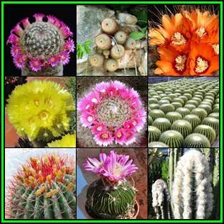 Cactus Variety Seed Pack No.10 - 9+ Species - 200+ Seeds - Massive Range - Flat Ship Rate - NEW
