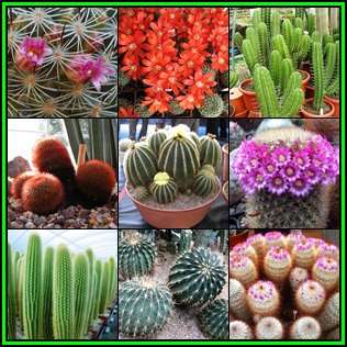 Cactus Variety Seed Pack No.11 - 9+ Species - 200+ Seeds - Massive Range - Flat Ship Rate - NEW