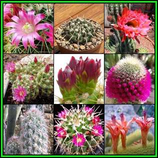 Cactus Variety Seed Pack No.12 - 9+ Species - 200+ Seeds - Massive Range - Flat Ship Rate - NEW