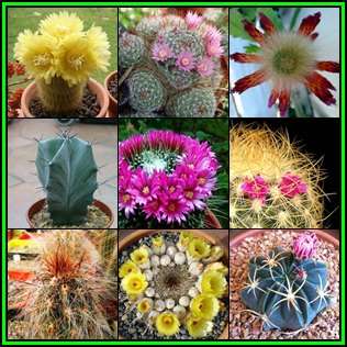 Cactus Variety Seed Pack No.13 - 9+ Species - 200+ Seeds - Massive Range - Flat Ship Rate - NEW