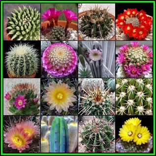 Cactus Variety Seed Pack No.16 - 16+ Species - 350+ Seeds - Massive Range - Flat Ship Rate - NEW