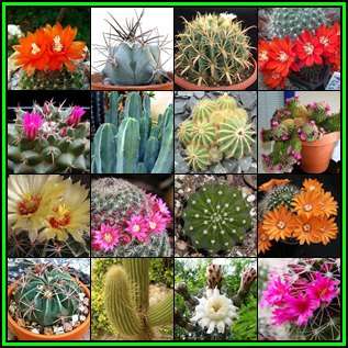 Cactus Variety Seed Pack No.17 - 16+ Species - 340+ Seeds - Massive Range - Flat Ship Rate - NEW