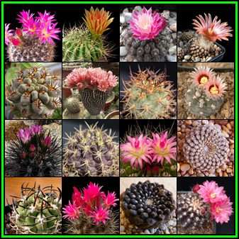 Eriosyce Mixed Species Seeds - Verified Seller - Exotic Succulent Cactus - NEW