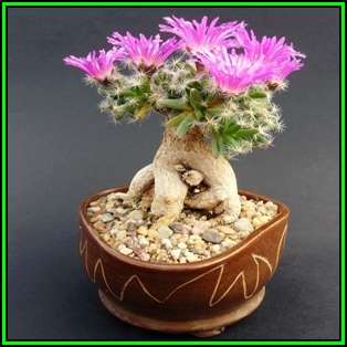 Trichodiadema densum - Desert Rose Seeds - Indigenous + FREE Bonsai eBook, NEW