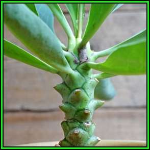 Euphorbia monteiroi - 10 Seed Pack - Indigenous Succulent - Insured Combined Shipping - NEW