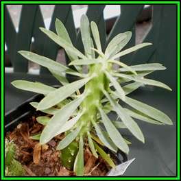 Euphorbia bubalina Seeds - Endemic Indigenous Succulent - Combined Shipping, NEW
