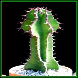 Euphorbia cooperi - 10 Seed Pack - Bushveld Candelabra Tree Indigenous Succulent - NEW