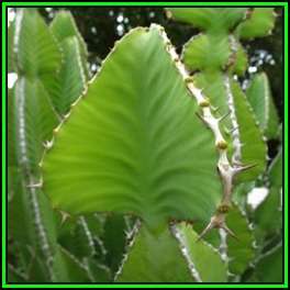 Euphorbia cooperi Seeds - Bushveld Candelabra Tree Indigenous Succulent - NEW
