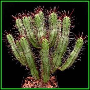 Euphorbia enopla - 10 Seed Pack - Pincushion Euphorbia - Indigenous Endemic Succulent - NEW