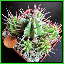 Euphorbia ferox - 5 Seed Pack - Rare Indigenous Endemic Drought Tolerant Succulent - NEW