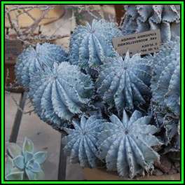 Euphorbia horrida Seeds - Indigenous Endemic Drought Tolerant Succulent - NEW
