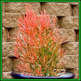 Euphorbia tirucalli - 10 Seed Pack - Indigenous Drought Tolerant Succulent - NEW
