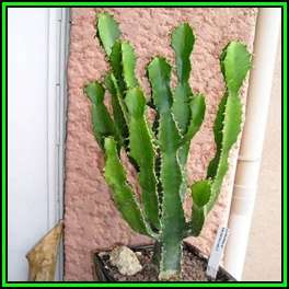 Euphorbia triangularis Seeds - Indigenous Drought Tolerant Succulent - NEW