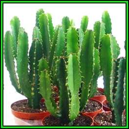 Euphorbia triangularis - 10 Seed Pack - Indigenous Drought Tolerant Succulent - NEW