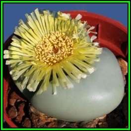 Argyroderma crateriforme Seeds - Indigenous Succulent Mesemb - Combined Global Shipping NEW