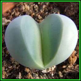 Argyroderma crateriforme - 10 Seed Pack - Indigenous Succulent Mesemb - Combined Global Shipping NEW