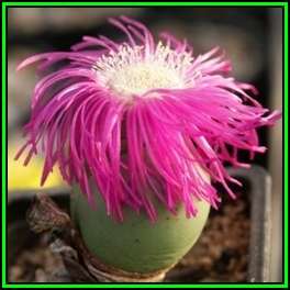 Argyroderma delaettii Seeds - Indigenous Succulent Mesemb - Combined Global Shipping NEW