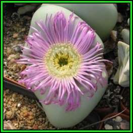 Argyroderma delaettii forma delaettii Seeds - Indigenous Succulent Mesemb - NEW