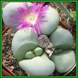 Argyroderma delaettii forma delaettii - 10 Seed Pack - Indigenous Succulent Mesemb - NEW