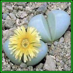 Argyroderma delaettii-aureum Seeds - Indigenous Succulent Mesemb - Verfied User - NEW