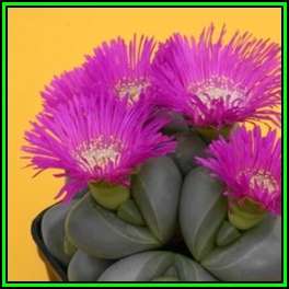 Argyroderma delaettii-roseum - 10 Seed Pack - Indigenous Succulent Mesemb - Verfied User - NEW