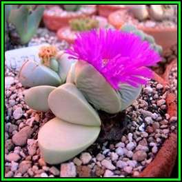 Argyroderma fissum -10 Seed Pack - Indigenous Succulent Mesemb -Verfied Seller, Global Shipping- NEW