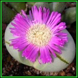 Argyroderma pearsonii - 10 Seed Pack - Indigenous Succulent Mesemb - Insured Global Shipping - NEW