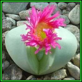 Argyroderma pearsonii Seeds - Indigenous Succulent Mesemb - Insured Global Shipping - NEW
